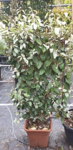 Olijfwilg Als Leivorm (Elaeagnus Ebbingei) -OL Planten Winkel 20190501 114514 resized