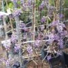 Blauwe Regen Als Leivorm (Wisteria Brachybotrys 'Yokohama Fuji') -OL Planten Winkel 20190507 113255 resized 1