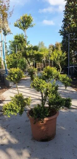 Japanse Hulst Als Bonsai (Ilex Crenata 'Kinme') -OL Planten Winkel 20190514 085520 resized