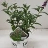 Vlinderstruik (Buddleja Davidii 'Miss Violet') -OL Planten Winkel 20190612 201646 resized 1