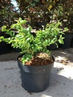 Japanse Hulst (Ilex Crenata 'Green Lustre) -OL Planten Winkel 20190620 155824 1 2