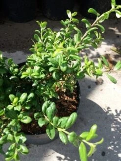 Japanse Hulst (Ilex Crenata 'Green Lustre) 7 Japanse Hulst (Ilex Crenata 'Green Lustre) -OL Planten Winkel 20190620 155833 1