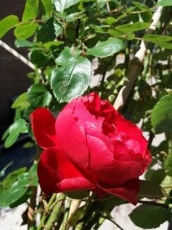 Klimroos (Rosa 'Amadeus') -OL Planten Winkel 20190629 130654