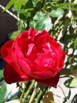 Klimroos (Rosa 'Amadeus') -OL Planten Winkel 20190629 130707