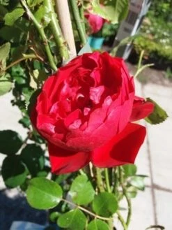 Klimroos (Rosa 'Amadeus') -OL Planten Winkel 20190629 130841