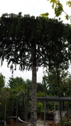 Ceder Als Dakboom (Cedrus Deodara 'Pendula') -OL Planten Winkel 20190712 120955