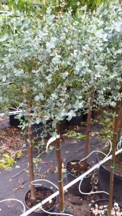 Eucalyptus Op Stam (Eucalyptus Gunnii) 10 Eucalyptus Op Stam (Eucalyptus Gunnii) -OL Planten Winkel 20190712 152539