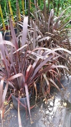 Nieuw Zeelands Vlas (Phormium Tenax 'Purpureum') -OL Planten Winkel 20190712 152646