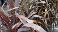 Nieuw Zeelands Vlas (Phormium Tenax 'Purpureum') -OL Planten Winkel 20190712 152706