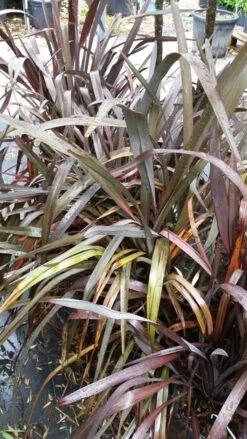 Nieuw Zeelands Vlas (Phormium Tenax 'Purpureum') -OL Planten Winkel 20190712 152733