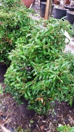 Vuurdoorn Als Bol (Pyracantha 'Navaho') -OL Planten Winkel 20190712 153414 1