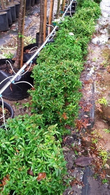 Vuurdoorn Als Bol (Pyracantha 'Navaho') 8 Vuurdoorn Als Bol (Pyracantha 'Navaho') - Afbeelding 6