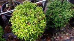 Vuurdoorn Als Bol (Pyracantha 'Navaho') 15 Vuurdoorn Als Bol (Pyracantha 'Navaho') -OL Planten Winkel 20190712 153519
