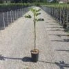 Vijg Op Stam (Ficus Carica 'Violet Dauphine') 1 Vijg Op Stam (Ficus Carica 'Violet Dauphine') -OL Planten Winkel 20200928110358396762 2