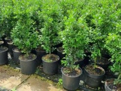Hulst (Ilex Meserveae 'Heckenfee') -OL Planten Winkel 20210614 113313