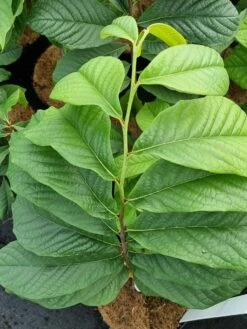 Pawpaw (Asimina Triloba) -OL Planten Winkel 20210826 101312