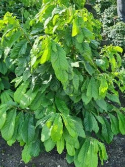 Pawpaw (Asimina Triloba) -OL Planten Winkel 20210826 102528