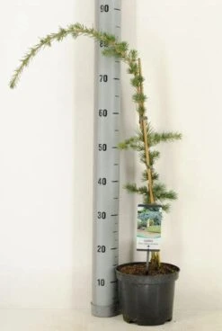 Treurceder (Cedrus Libani 'Glauca Pendula') -OL Planten Winkel 2022 10 18 11 24 40 window