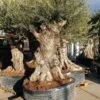 Grote Olijfboom (Olea Europaea) -OL Planten Winkel 20220214 153840