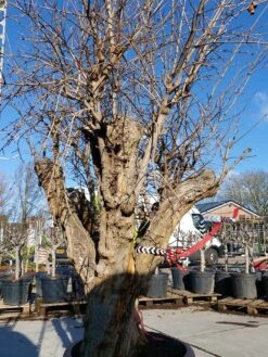 Granaatappel Als Solitair (Punica Granatum) -OL Planten Winkel 20220217 110658