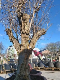 Granaatappel Als Solitair (Punica Granatum) -OL Planten Winkel 20220217 110708