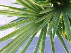 Winterharde Palm (Trachycarpus Wagnerianus) -OL Planten Winkel 20220217 112257