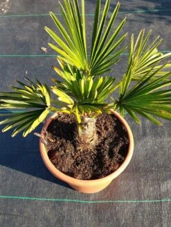 Winterharde Palm (Trachycarpus Wagnerianus) -OL Planten Winkel 20220217 112423