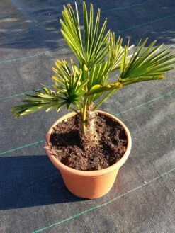 Winterharde Palm (Trachycarpus Wagnerianus) -OL Planten Winkel 20220217 112456