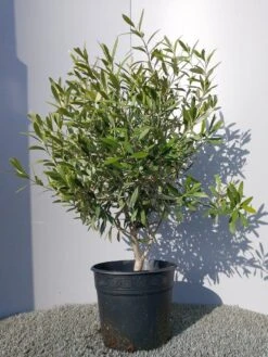 Olijf Als Struik (Olea Europaea) 29 Olijf Als Struik (Olea Europaea) -OL Planten Winkel 20220223 132146 1