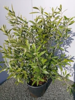 Olijf Als Struik (Olea Europaea) 28 Olijf Als Struik (Olea Europaea) -OL Planten Winkel 20220223 132223 1