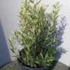 Olijf Als Struik (Olea Europaea) -OL Planten Winkel 20220223 132404 1