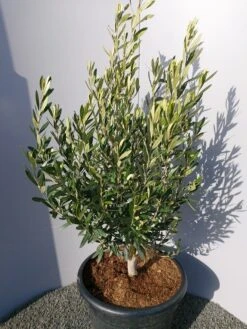 Olijf Als Struik (Olea Europaea) 25 Olijf Als Struik (Olea Europaea) -OL Planten Winkel 20220223 132509 1