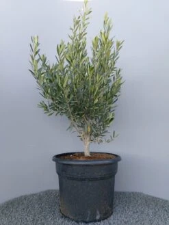 Olijf Als Struik (Olea Europaea) 24 Olijf Als Struik (Olea Europaea) -OL Planten Winkel 20220223 132609 1