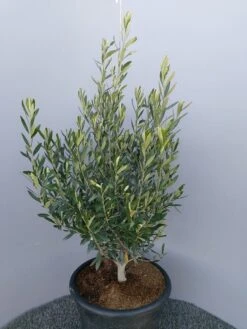 Olijf Als Struik (Olea Europaea) 26 Olijf Als Struik (Olea Europaea) -OL Planten Winkel 20220223 132617 1