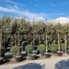 Olijfwilg Als Leiboom (Elaeagnus Ebbingei) 2 Olijfwilg Als Leiboom (Elaeagnus Ebbingei) -OL Planten Winkel 20220728 174446 1