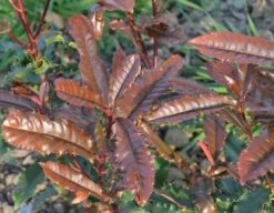 Glansmispel (Photinia Serratifolia ‘Crunchy’) -OL Planten Winkel 21 rec ret photinia crunchy rev100 jardin 11mars14