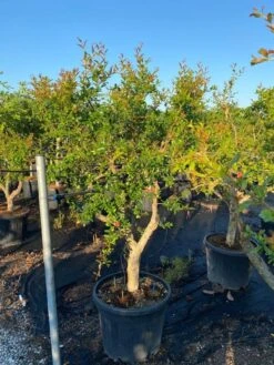 Granaatappel Als Solitair (Punica Granatum) -OL Planten Winkel 21d7902e cbee 47db 8e50 e9ce1bdec5bf 1