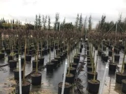 Beverboom Op Stam (Magnolia Soulangeana) -OL Planten Winkel 22