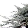 Jeneverbes (Juniperus Horizontalis 'Icee Blue') -OL Planten Winkel 233100.030c03 2015974