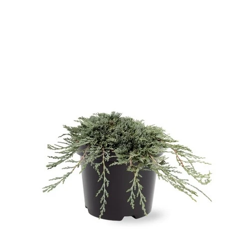 Jeneverbes (Juniperus Horizontalis 'Icee Blue') 4 Jeneverbes (Juniperus Horizontalis 'Icee Blue') - Afbeelding 2