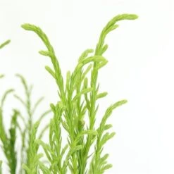 Sikkelden (Cryptomeria Japonica 'Kitayama') 7 Sikkelden (Cryptomeria Japonica 'Kitayama') -OL Planten Winkel 2887685 v t5