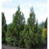 Sikkelden (Cryptomeria Japonica 'Kitayama') -OL Planten Winkel 2887689 v t5 1