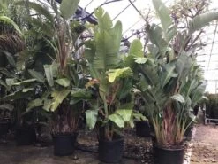 Paradijsvogelplant (Strelitzia Nicolai) -OL Planten Winkel 2 1