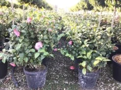 Camelia (Camellia Japonica 'Marie Bracey') -OL Planten Winkel 2 3