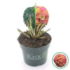 Hortensia (Hydrangea Black Diamonds Red Angel) -OL Planten Winkel 2 4 1