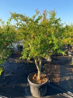 Granaatappel Als Solitair (Punica Granatum) -OL Planten Winkel 2abb39e3 174c 4ec1 a229 9f8a81d17e96