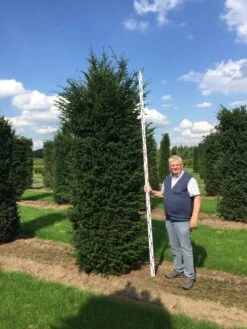 Grote Venijnboom (Taxus Baccata) -OL Planten Winkel 300350 x 100 125 br 1