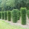 Taxus (Taxus Baccata Cilinder) -OL Planten Winkel 343taxusbaccatacilinder 1 1