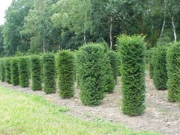 Taxus (Taxus Baccata Cilinder) 3 Taxus (Taxus Baccata Cilinder)