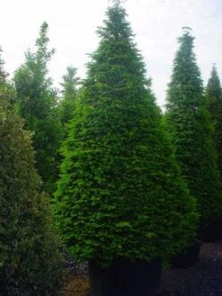 Taxus Als Kegel (Taxus Baccata) -OL Planten Winkel 344taxusbaccatakegel 9 1